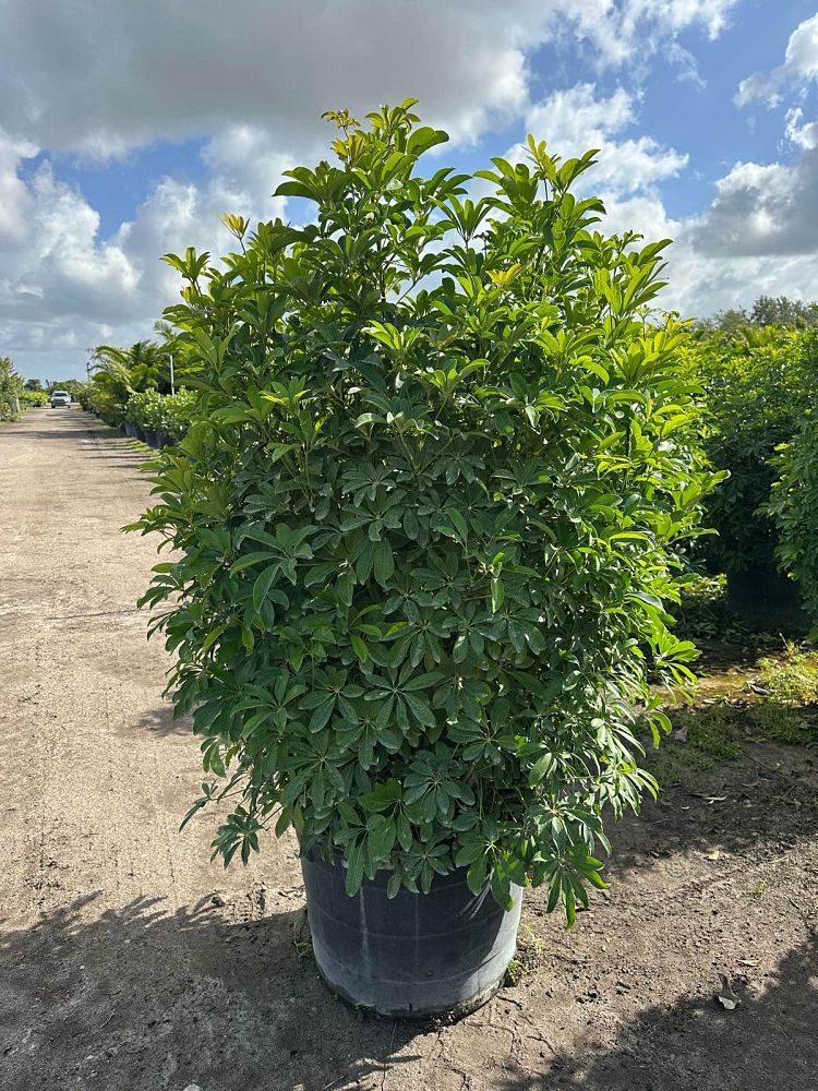 schefflera-arboricola-green-umbrella-tree
