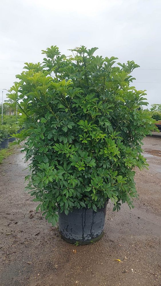 schefflera-arboricola-green-umbrella-tree