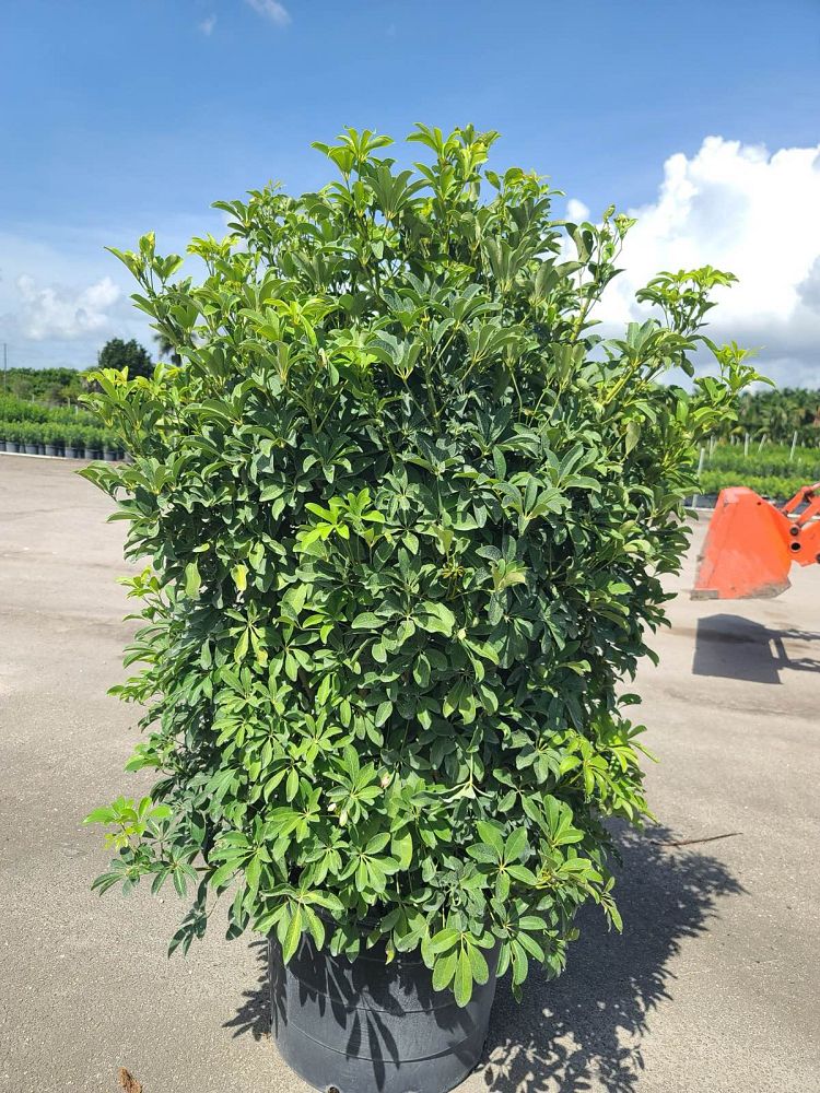 schefflera-arboricola-green-umbrella-tree