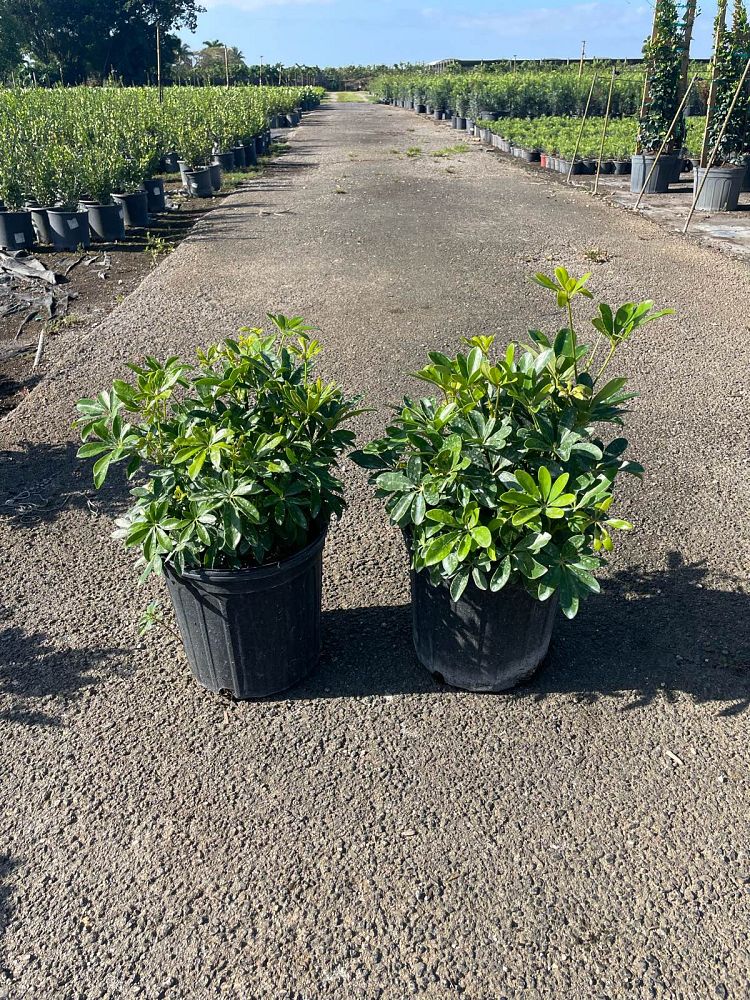 schefflera-arboricola-green-umbrella-tree