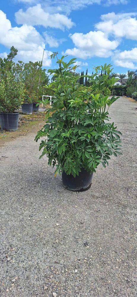 schefflera-arboricola-green-umbrella-tree