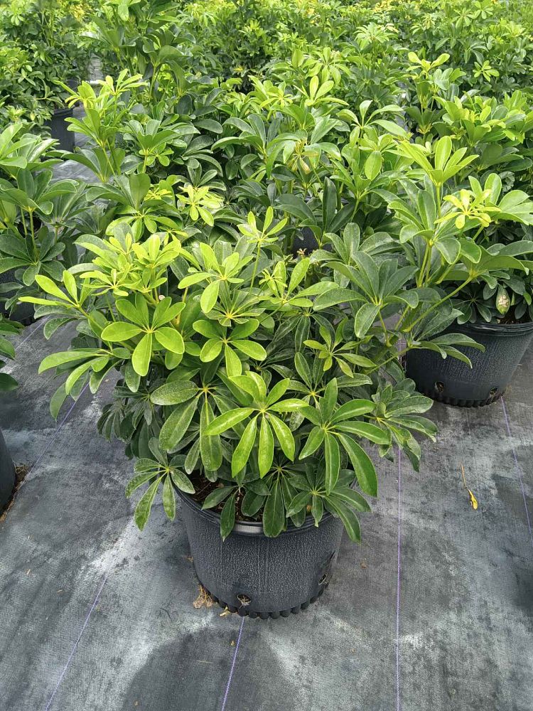 schefflera-arboricola-green-umbrella-tree