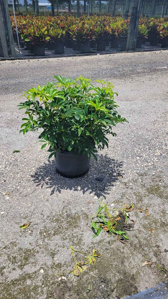 schefflera-arboricola-green-umbrella-tree