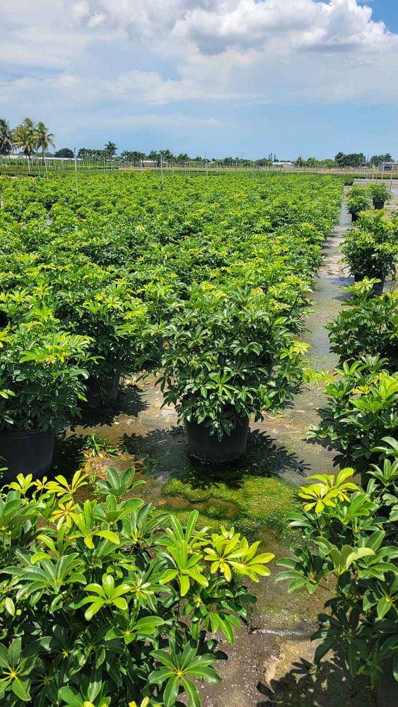 schefflera-arboricola-green-umbrella-tree