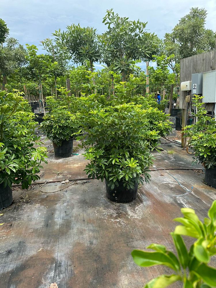 schefflera-arboricola-green-umbrella-tree