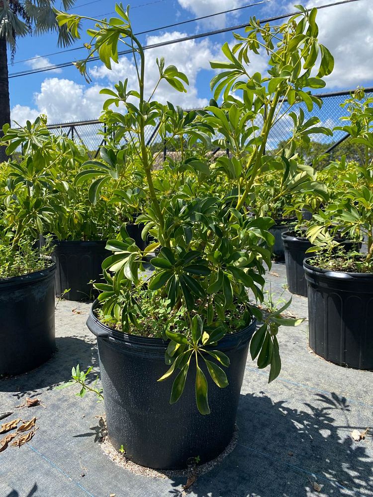 schefflera-arboricola-green-umbrella-tree