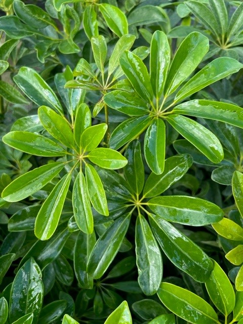 schefflera-arboricola-green-umbrella-tree