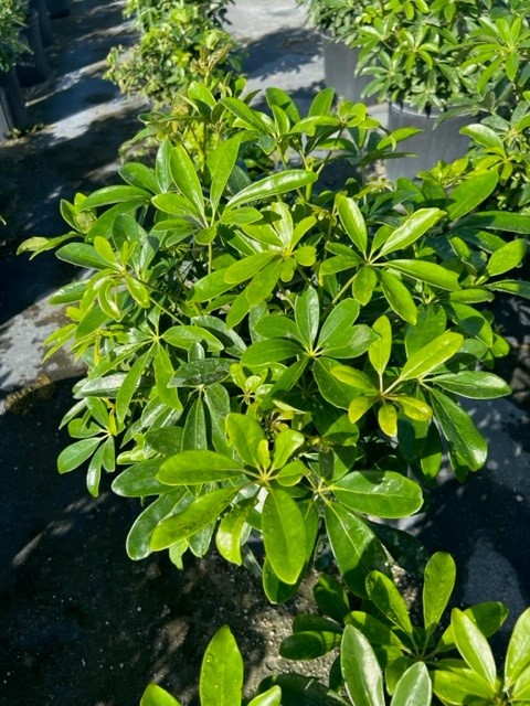 schefflera-arboricola-green-umbrella-tree