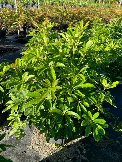 schefflera-arboricola-green-umbrella-tree