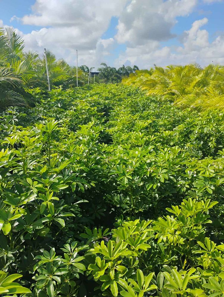 schefflera-arboricola-green-umbrella-tree