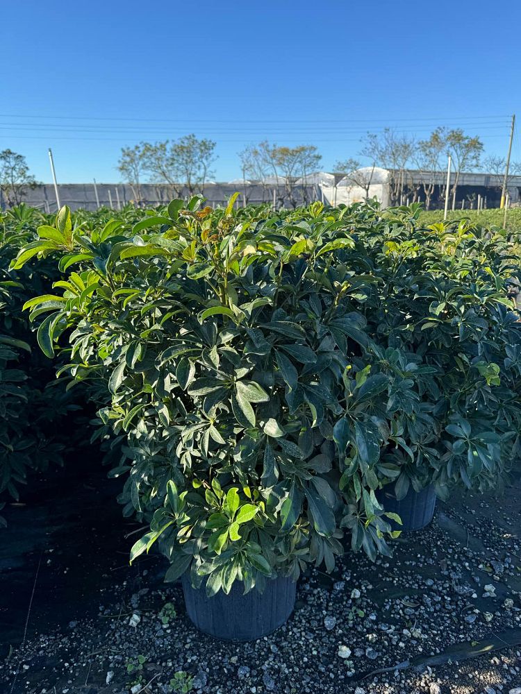 schefflera-arboricola-green-umbrella-tree