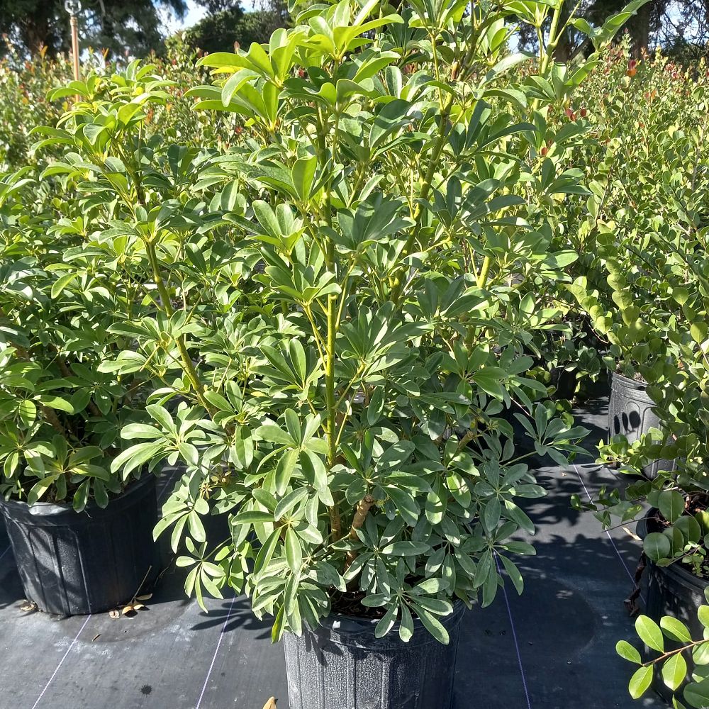 schefflera-arboricola-green-umbrella-tree