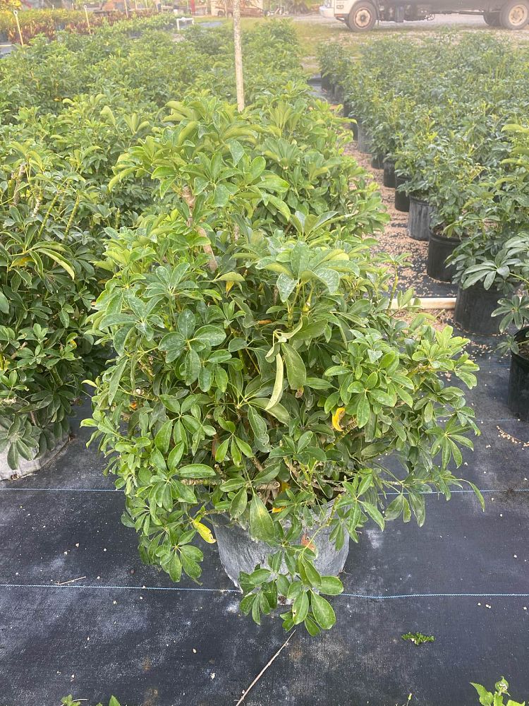 schefflera-arboricola-green-umbrella-tree