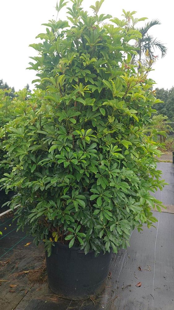 schefflera-arboricola-green-umbrella-tree