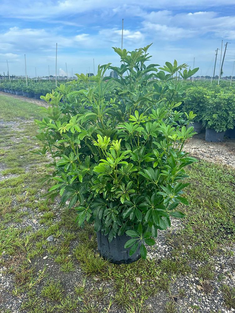 schefflera-arboricola-green-umbrella-tree