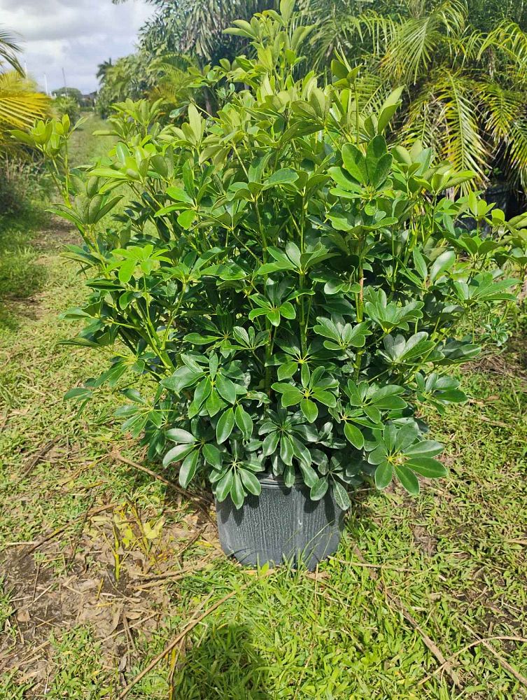 schefflera-arboricola-green-umbrella-tree