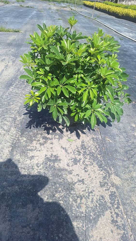 schefflera-arboricola-green-umbrella-tree