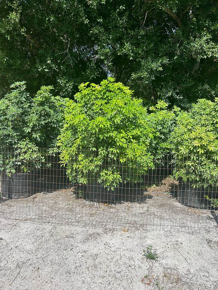 schefflera-arboricola-green-umbrella-tree