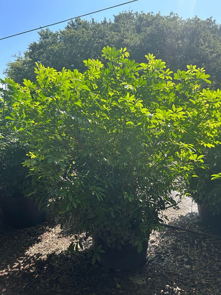 schefflera-arboricola-green-umbrella-tree