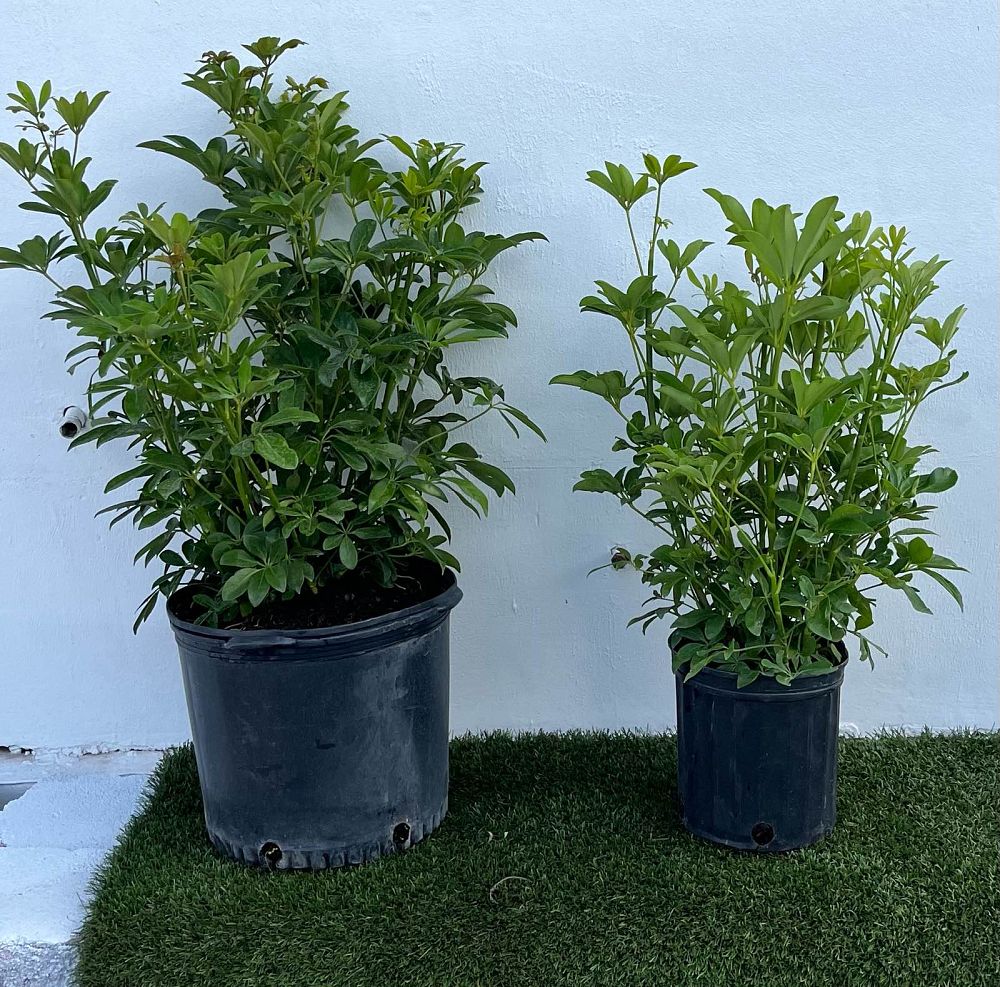 schefflera-arboricola-green-umbrella-tree