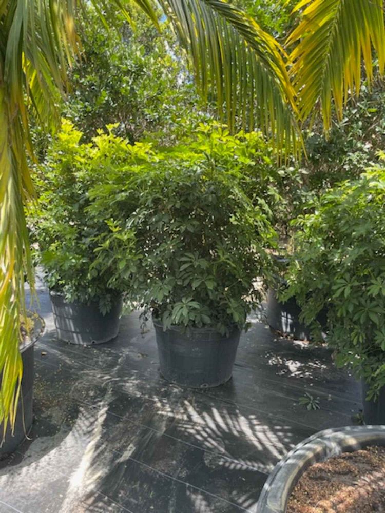 schefflera-arboricola-green-umbrella-tree