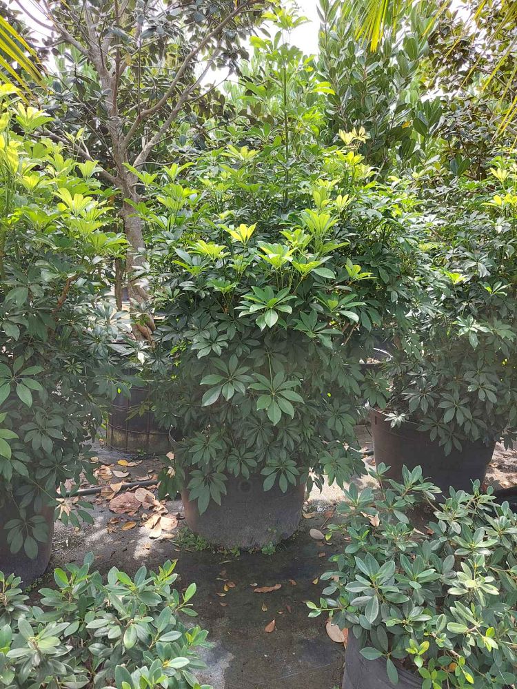 schefflera-arboricola-green-umbrella-tree