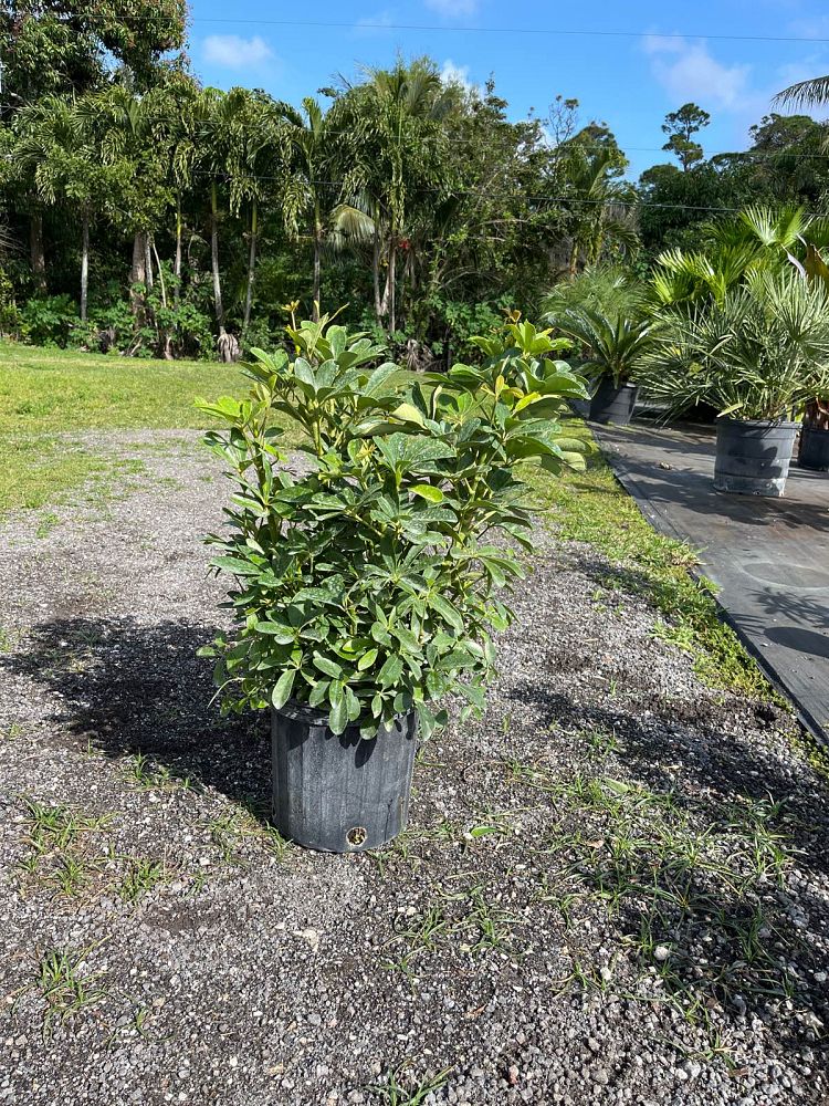 schefflera-arboricola-green-umbrella-tree