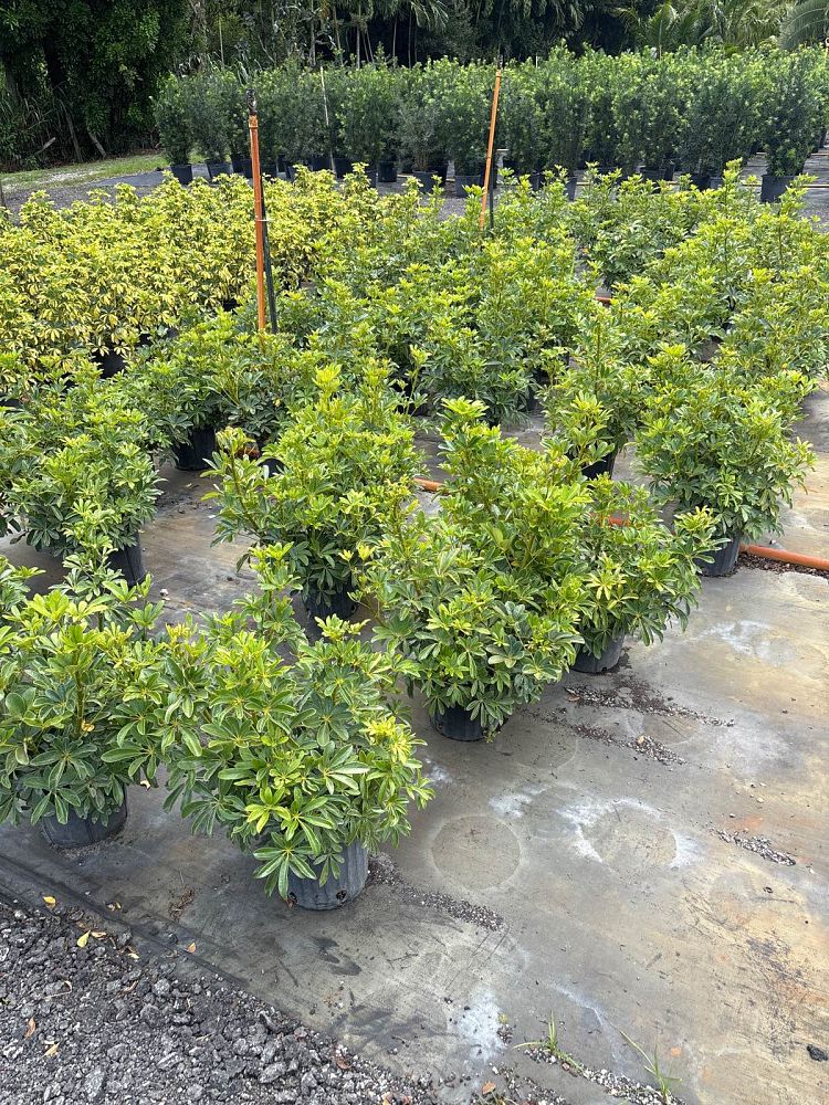 schefflera-arboricola-green-umbrella-tree