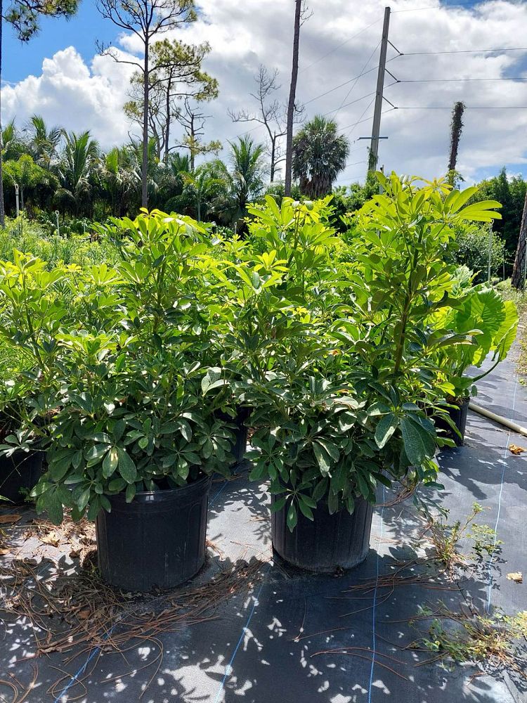 schefflera-arboricola-green-umbrella-tree