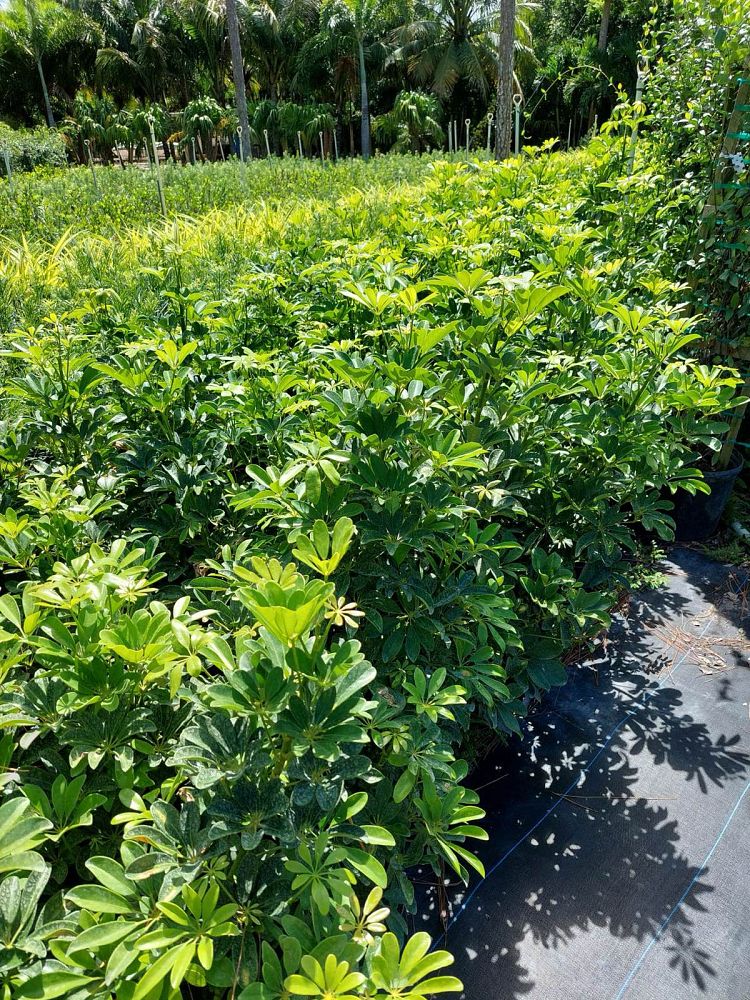 schefflera-arboricola-green-umbrella-tree