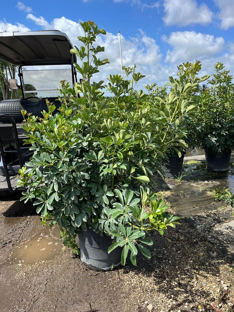 schefflera-arboricola-green-umbrella-tree