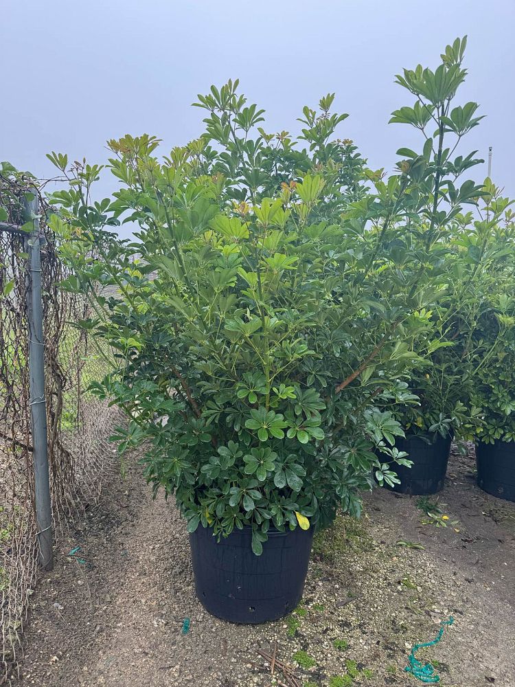 schefflera-arboricola-green-umbrella-tree