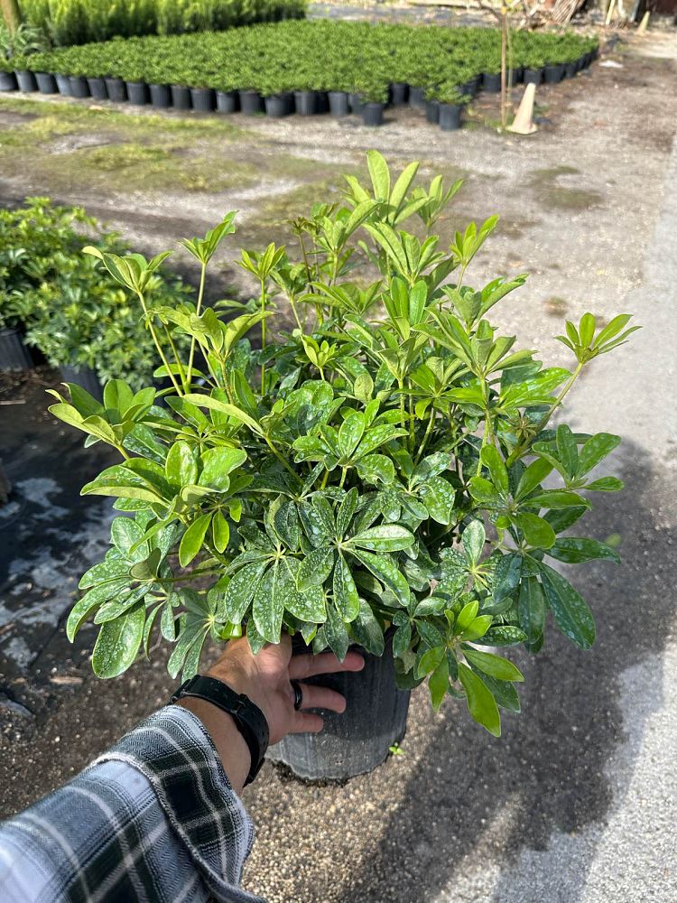 schefflera-arboricola-green-umbrella-tree