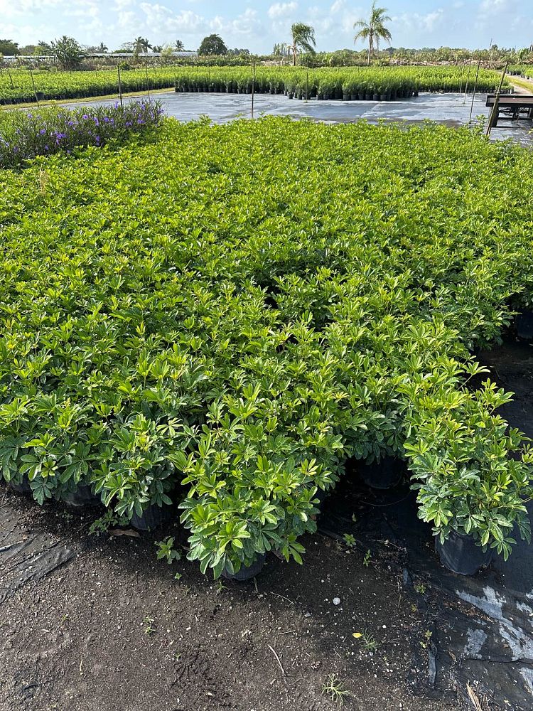 schefflera-arboricola-green-umbrella-tree
