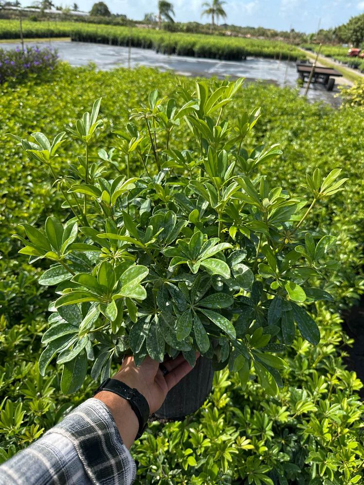 schefflera-arboricola-green-umbrella-tree