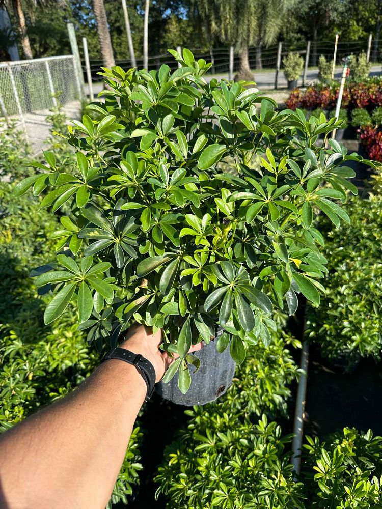 schefflera-arboricola-green-umbrella-tree
