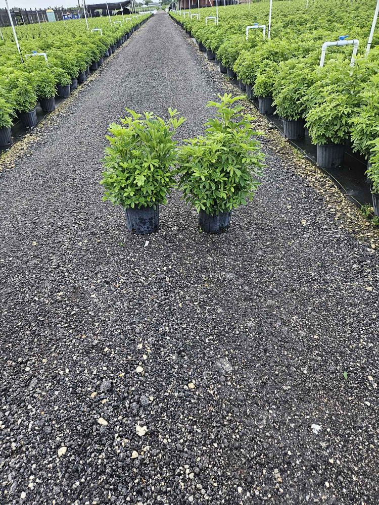 schefflera-arboricola-green-umbrella-tree