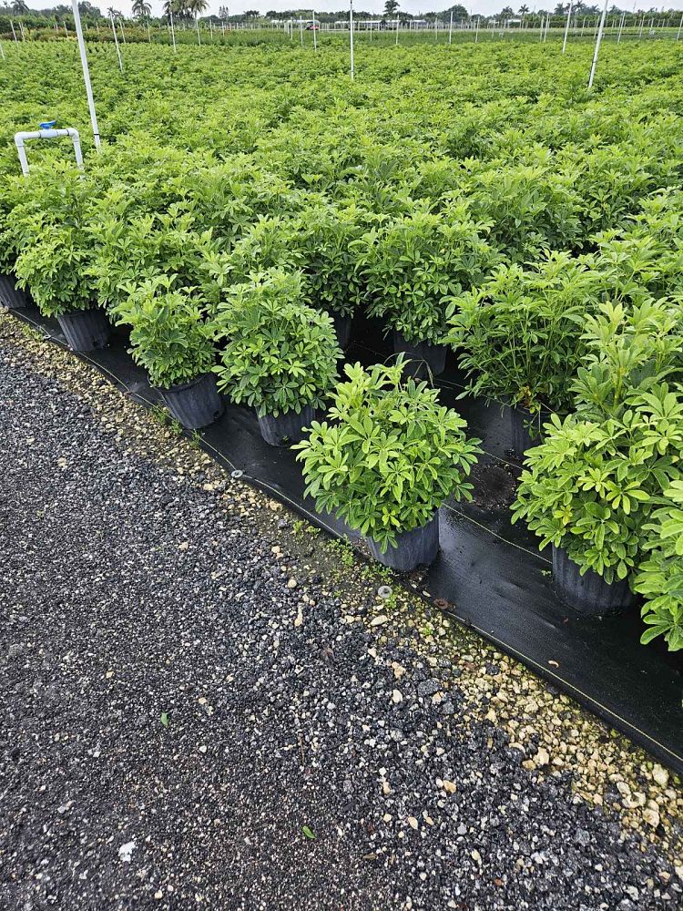 schefflera-arboricola-green-umbrella-tree
