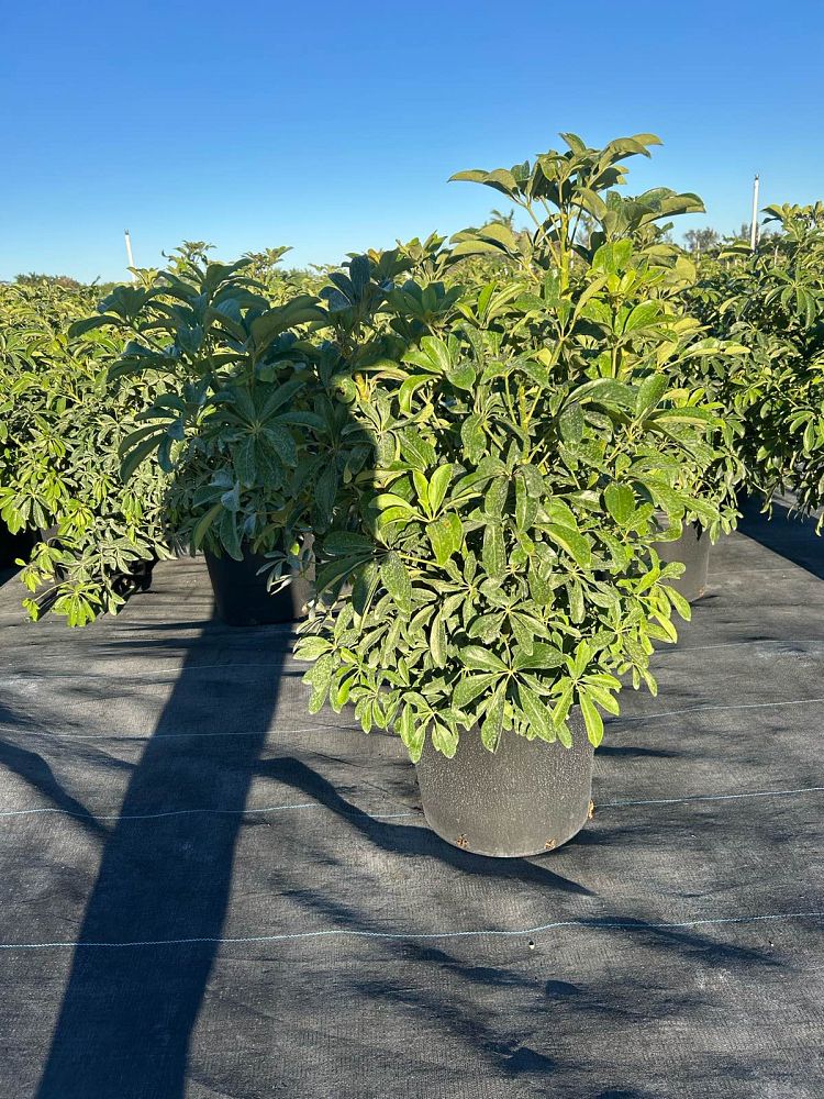 schefflera-arboricola-green-umbrella-tree