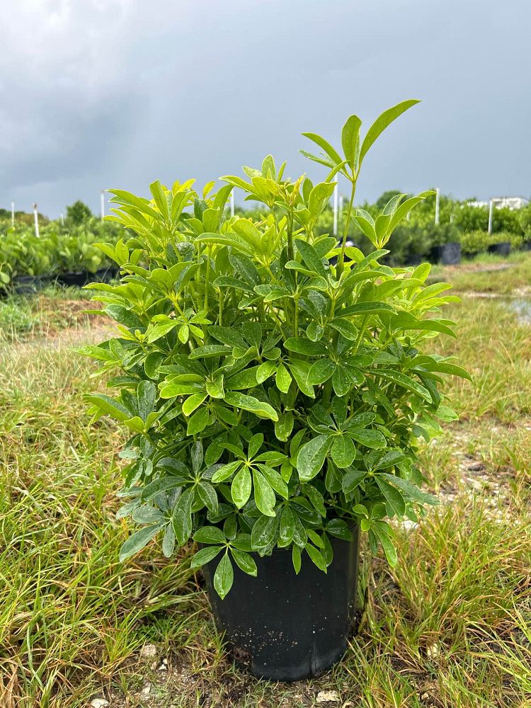 schefflera-arboricola-green-umbrella-tree