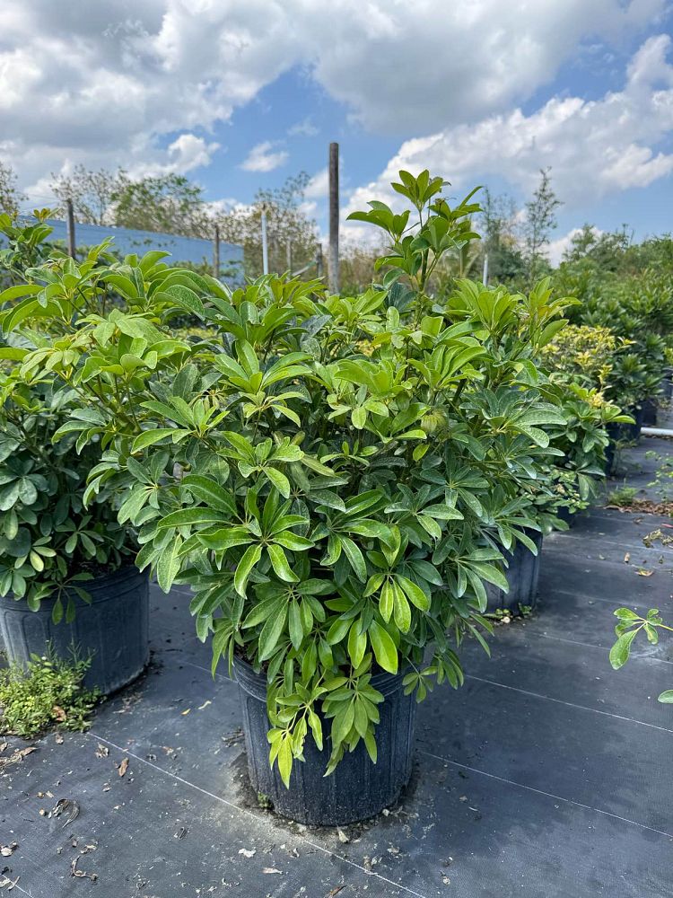 schefflera-arboricola-green-umbrella-tree