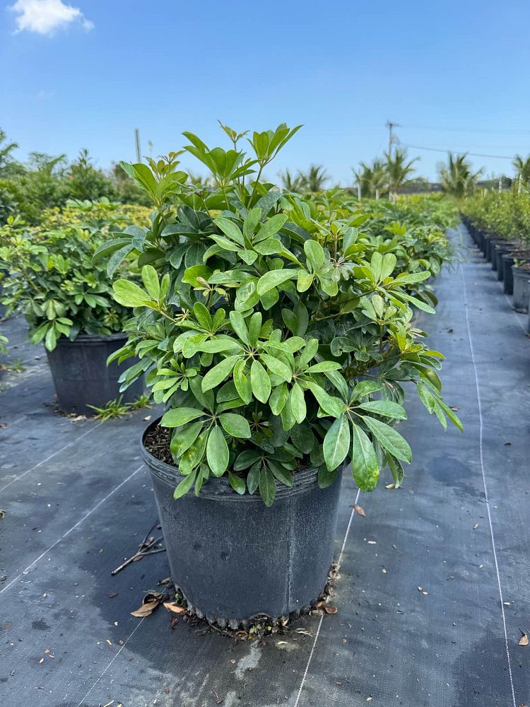 schefflera-arboricola-green-umbrella-tree