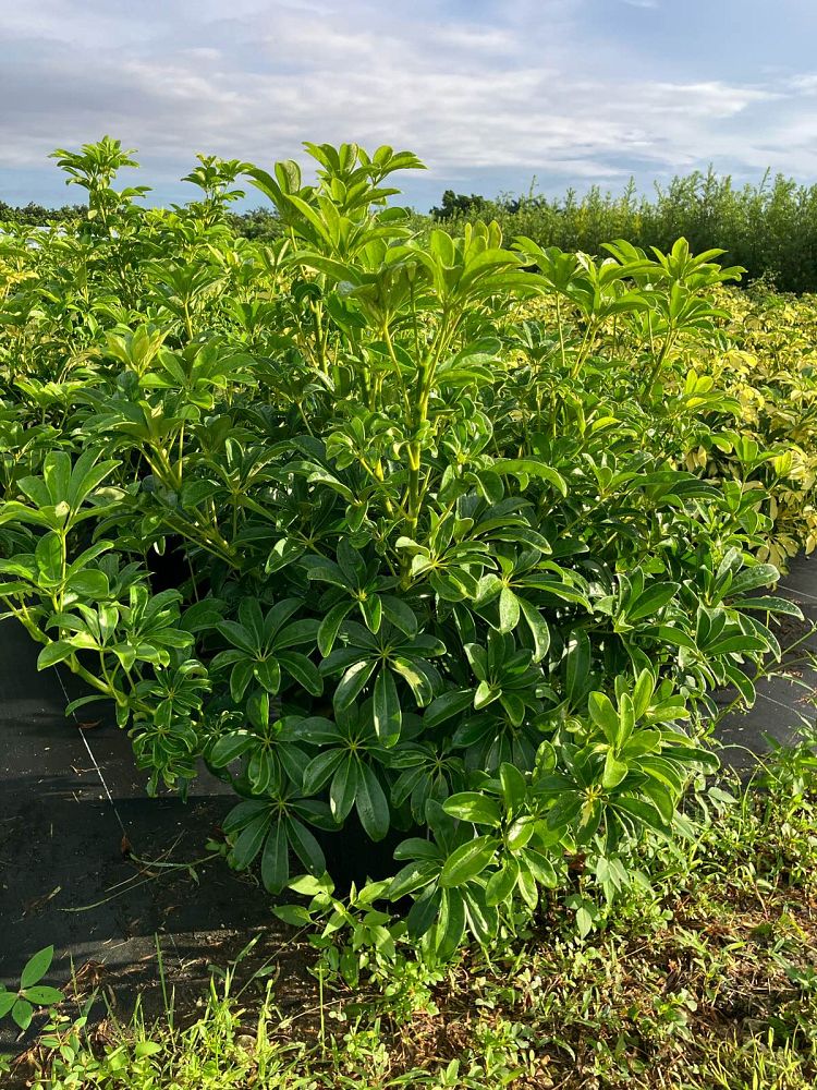 schefflera-arboricola-green-umbrella-tree