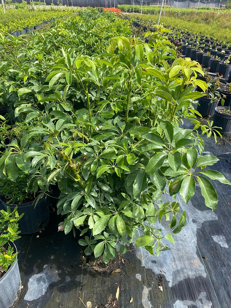schefflera-arboricola-green-umbrella-tree