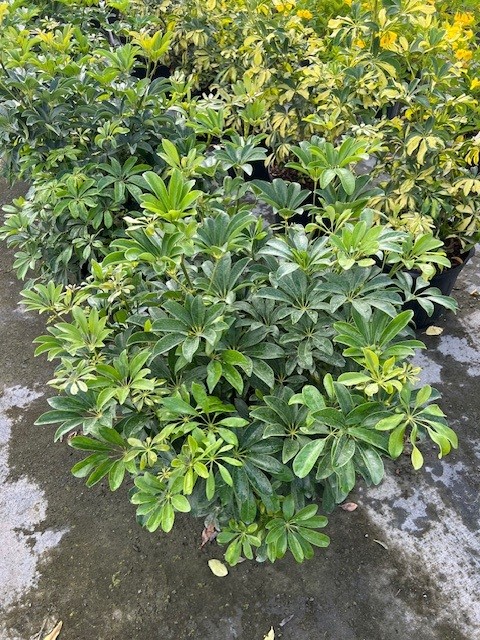 schefflera-arboricola-green-umbrella-tree