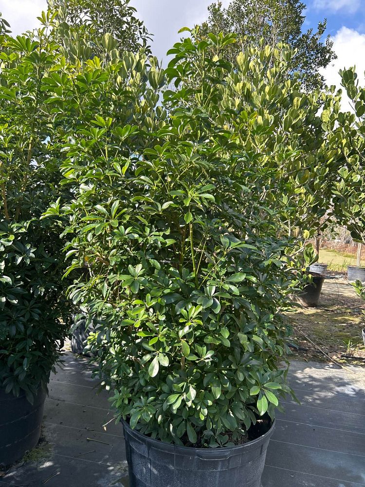 schefflera-arboricola-green-umbrella-tree
