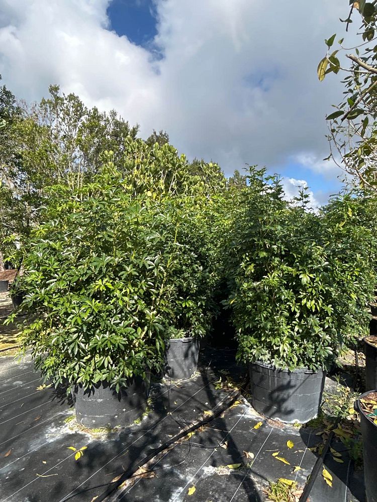 schefflera-arboricola-green-umbrella-tree