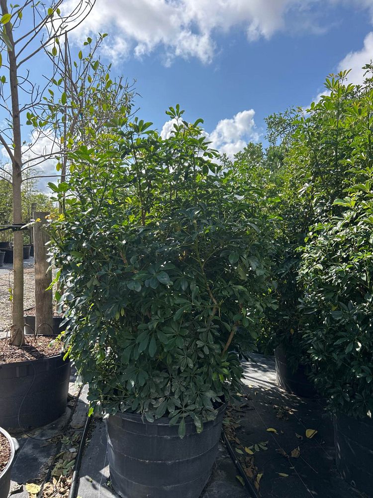 schefflera-arboricola-green-umbrella-tree