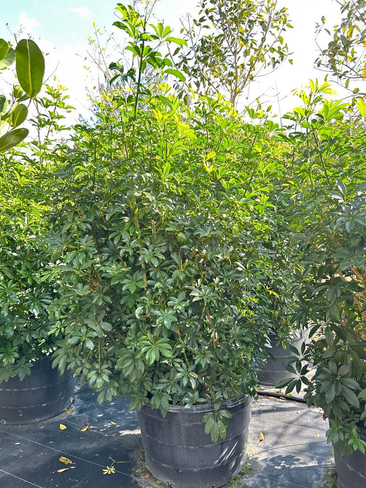 schefflera-arboricola-green-umbrella-tree