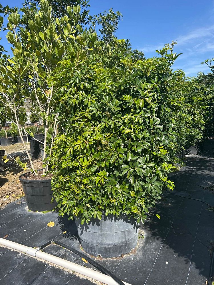 schefflera-arboricola-green-umbrella-tree